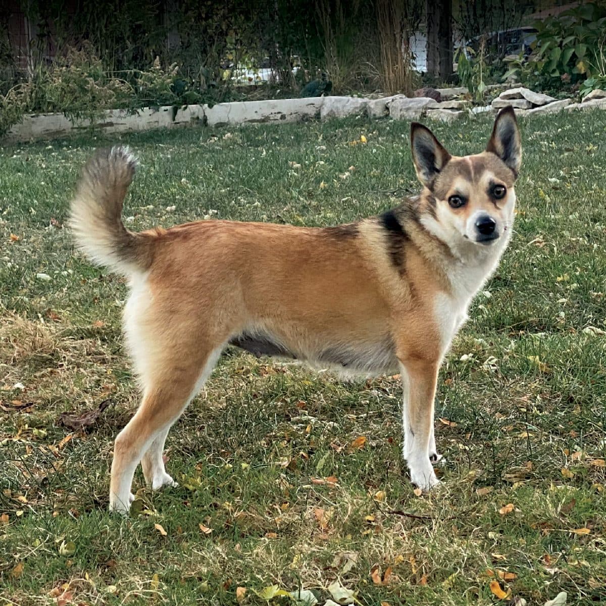 Norwegian Lundehund