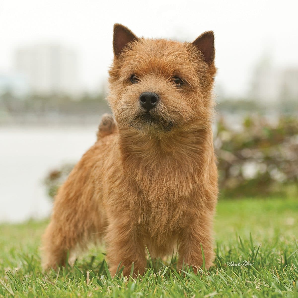 Norwich Terrier