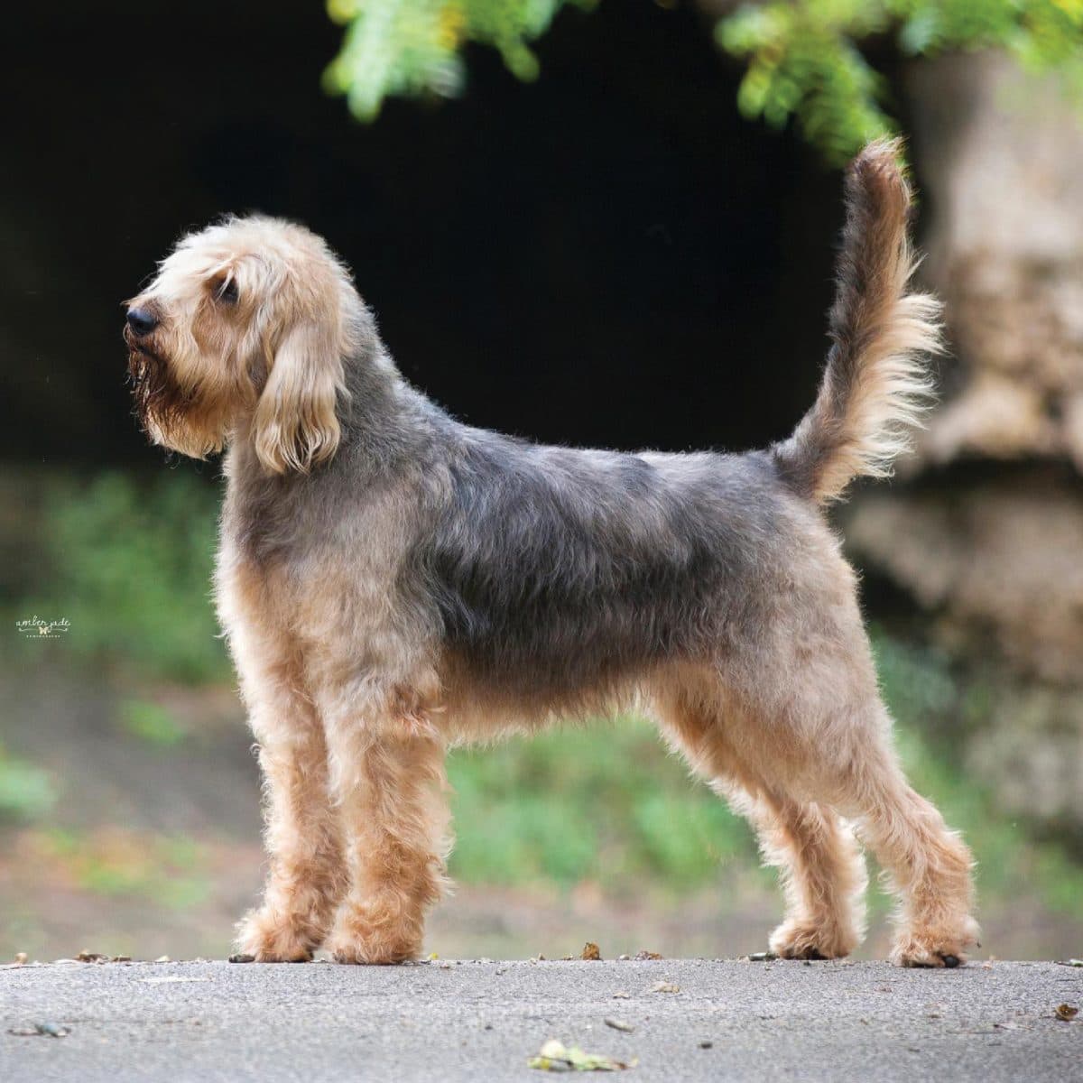 Otterhound