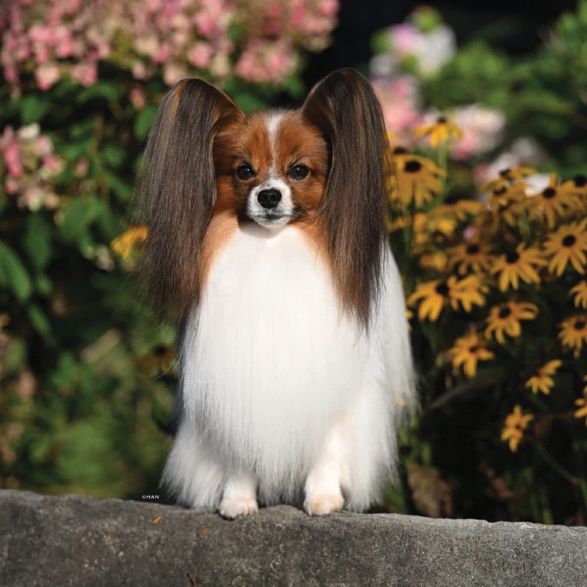 Papillon
