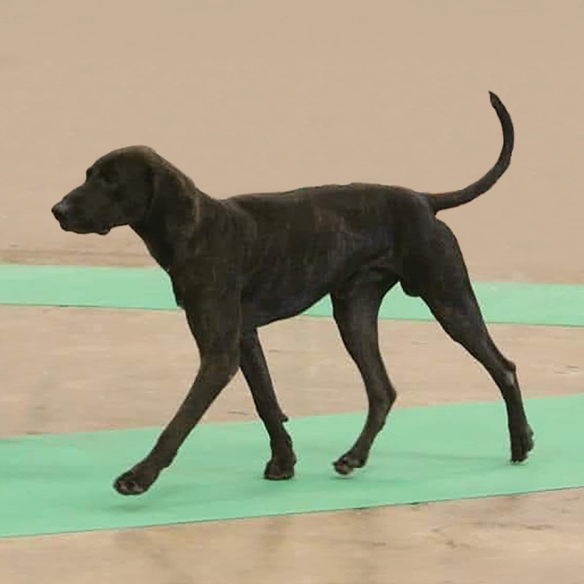 Plott Hound
