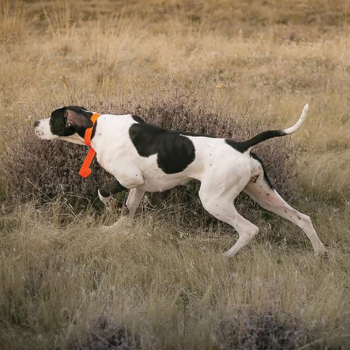 Pointer