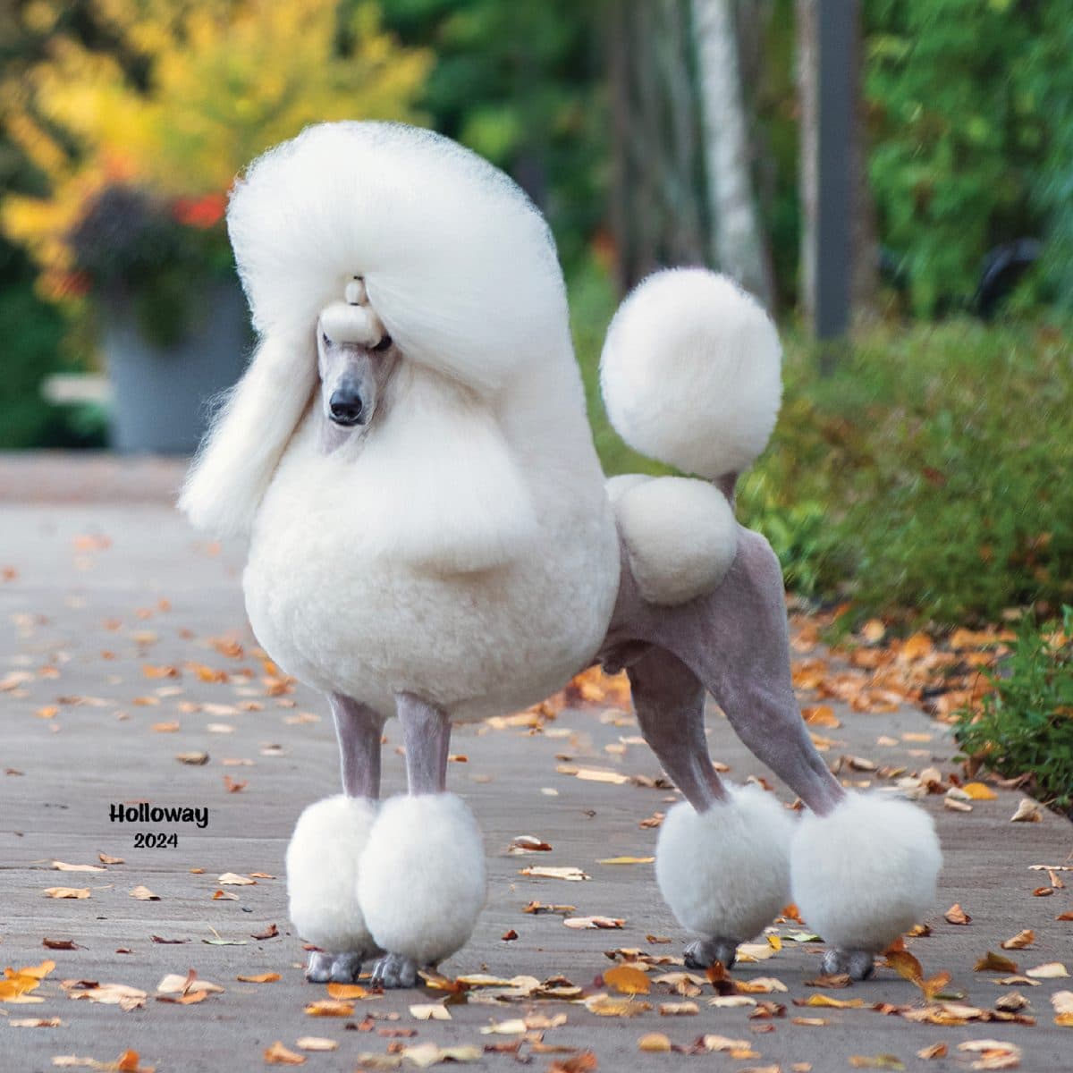 Poodle (Standard)