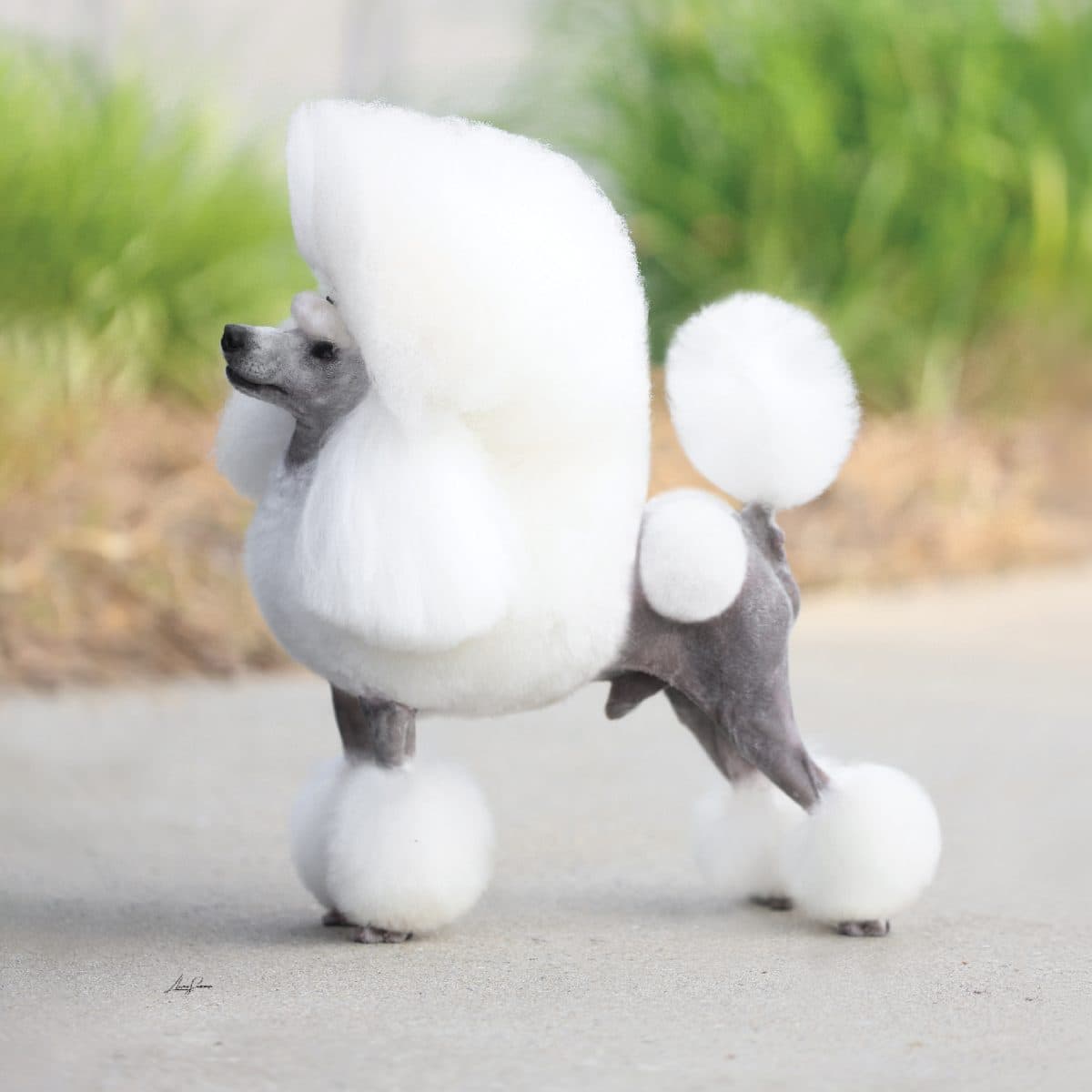 Toy Poodle