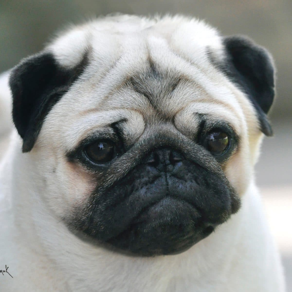 Pug