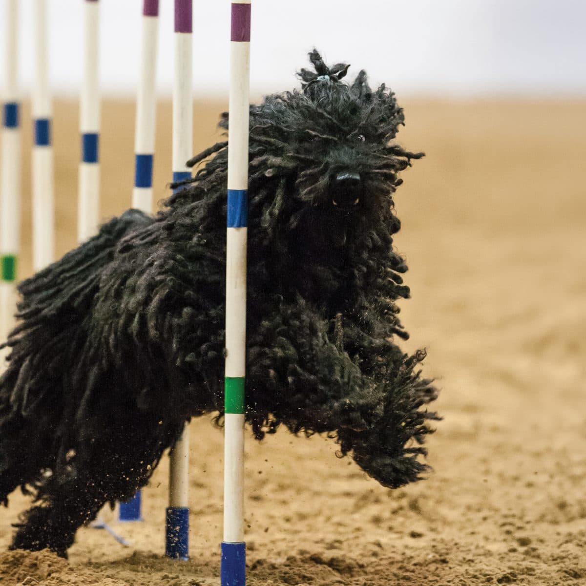 Puli