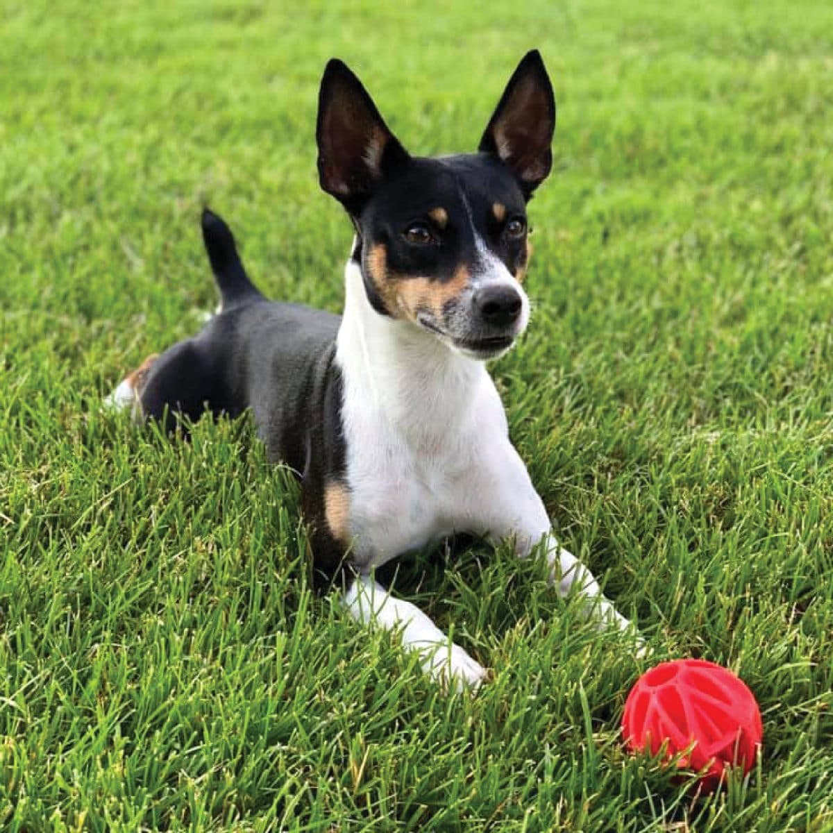 Rat Terrier