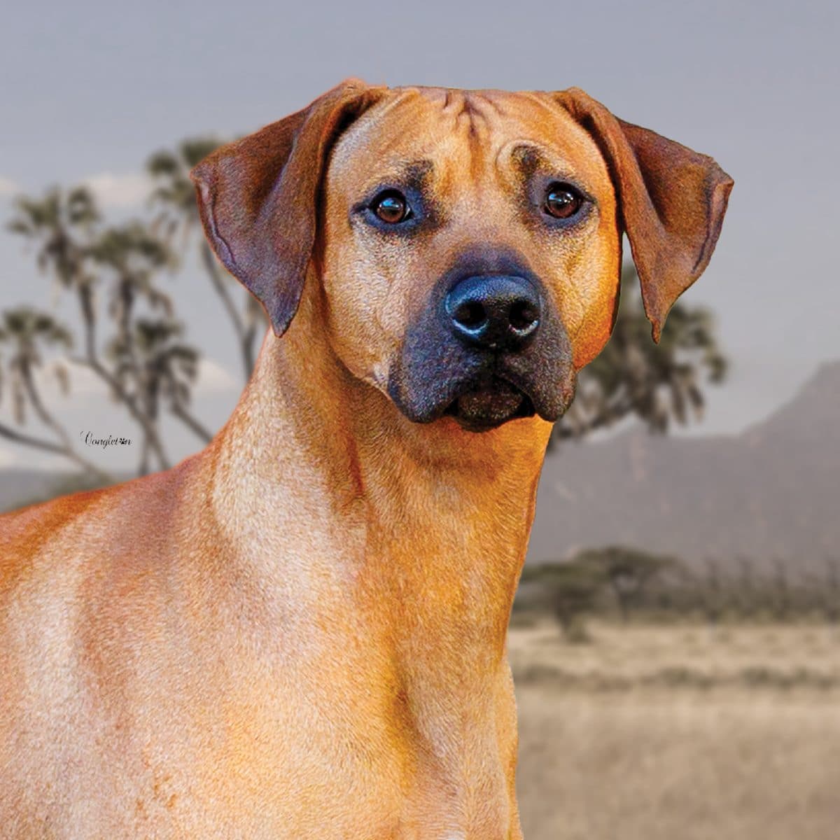 Rhodesian Ridgeback