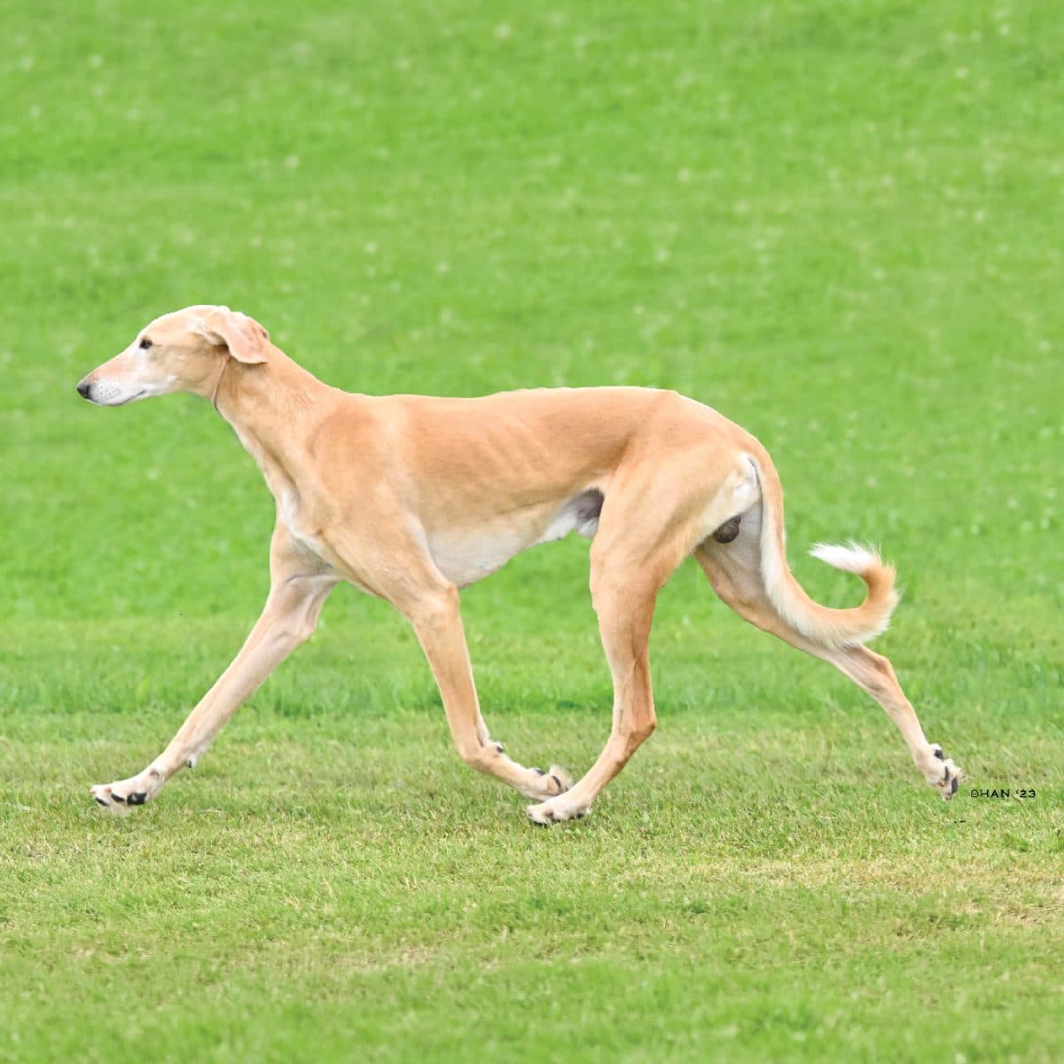 Saluki