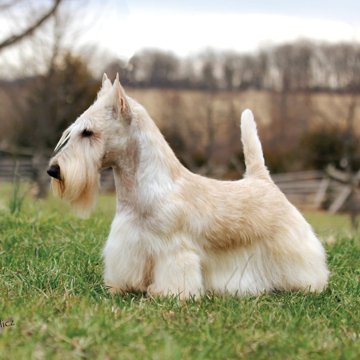 Scottish Terrier