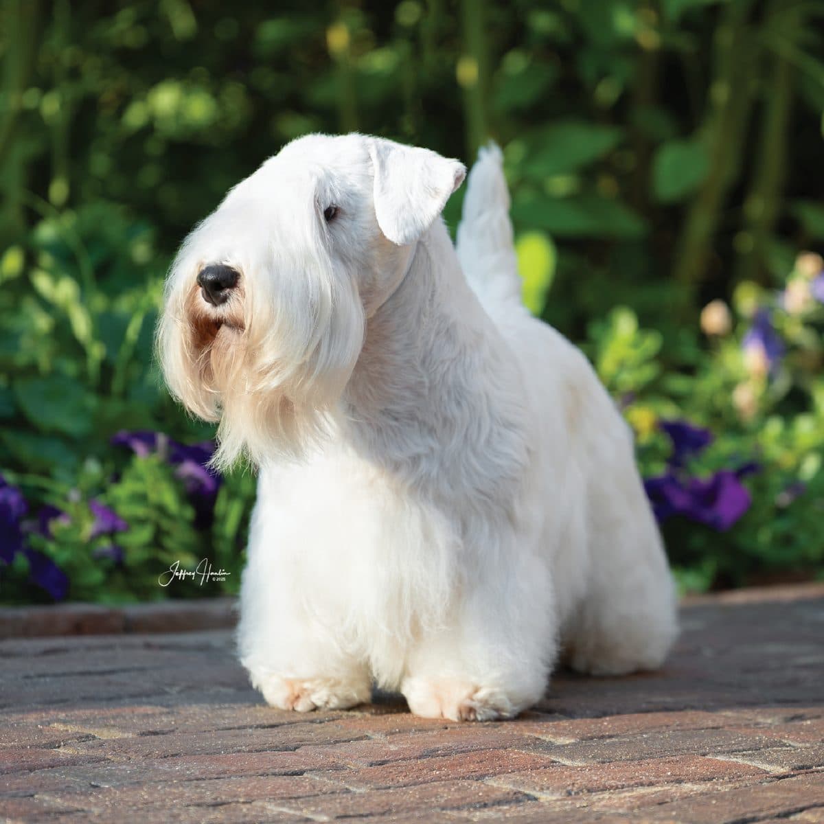 Sealyham Terrier