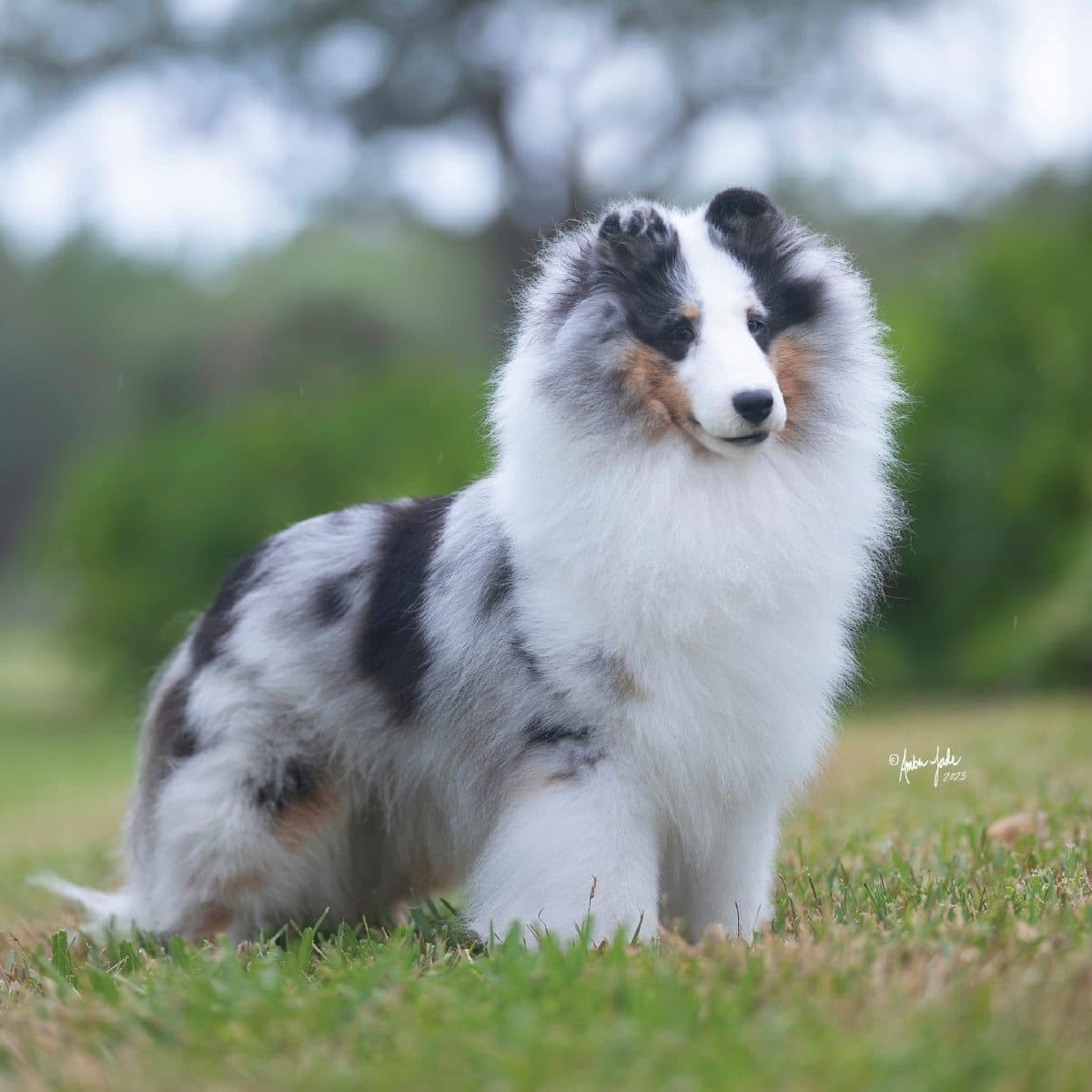 Shetland Sheepdog