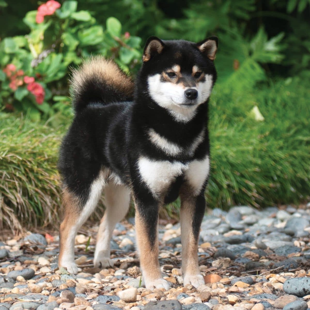 Shiba Inu