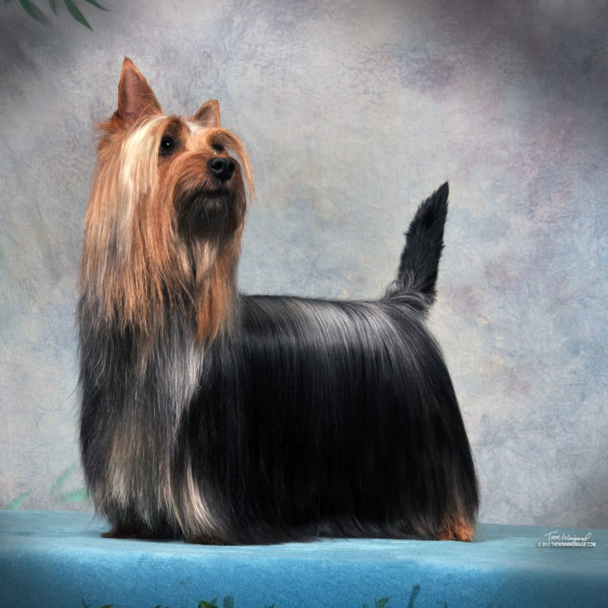 Silky Terrier