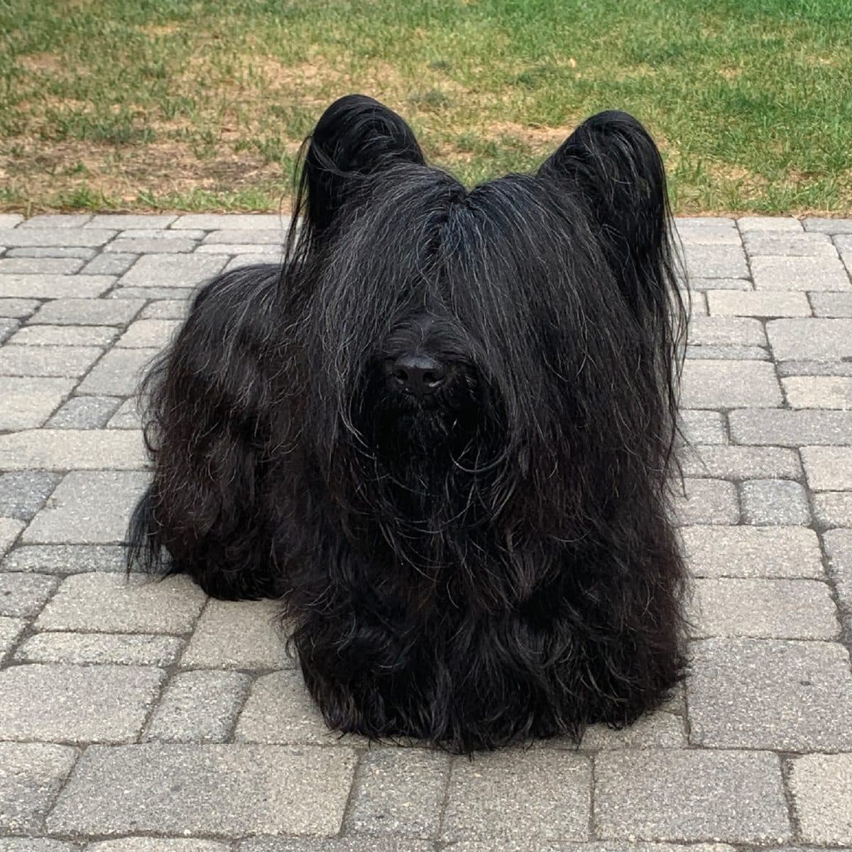 Skye Terrier