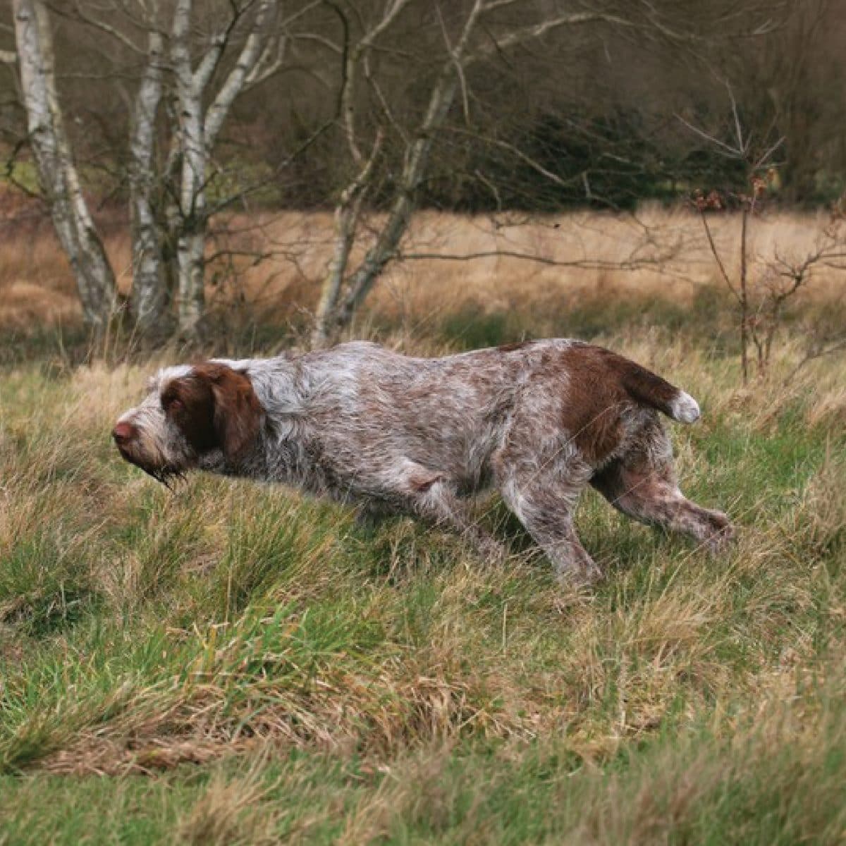 Spinone Italiano