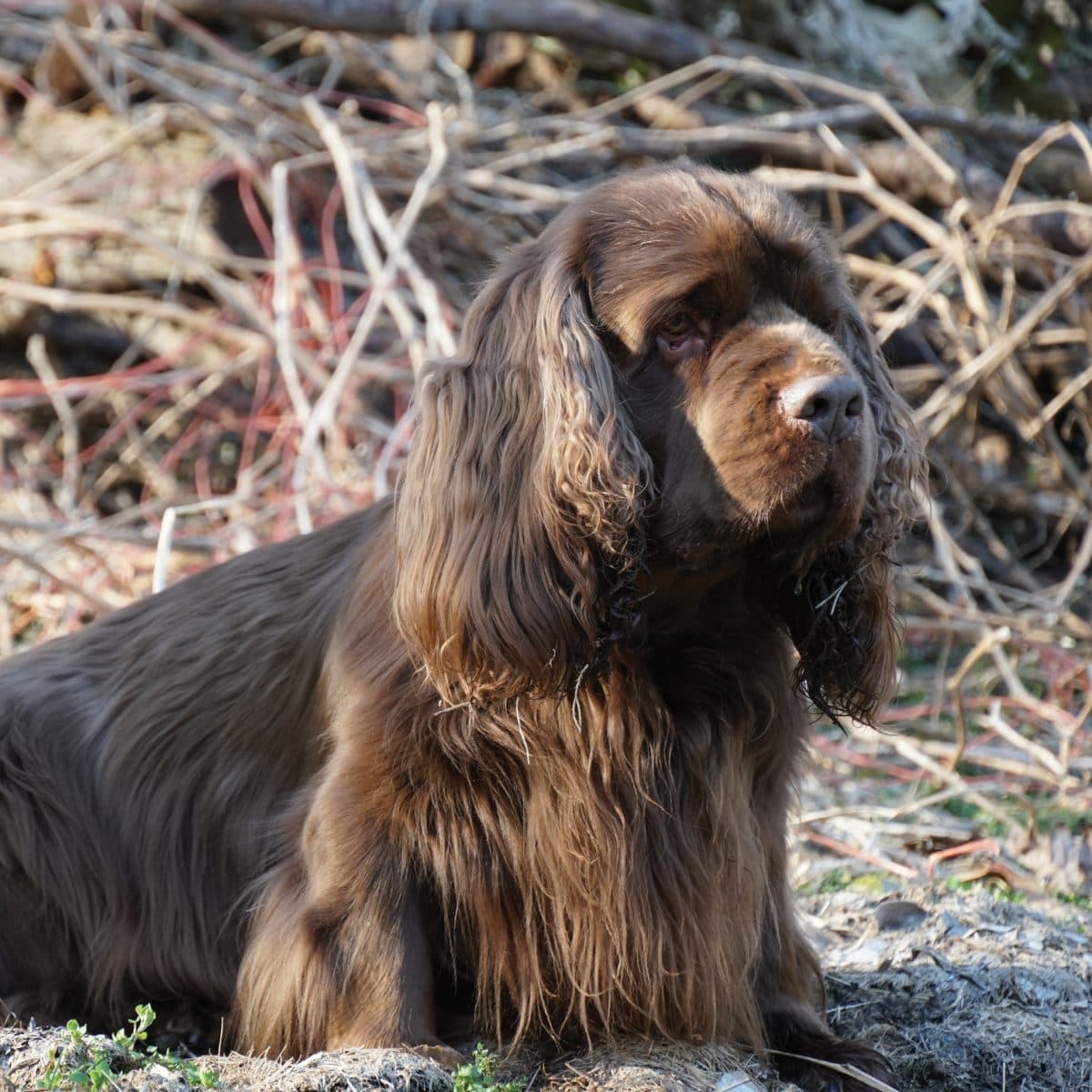 Sussex Spaniel
