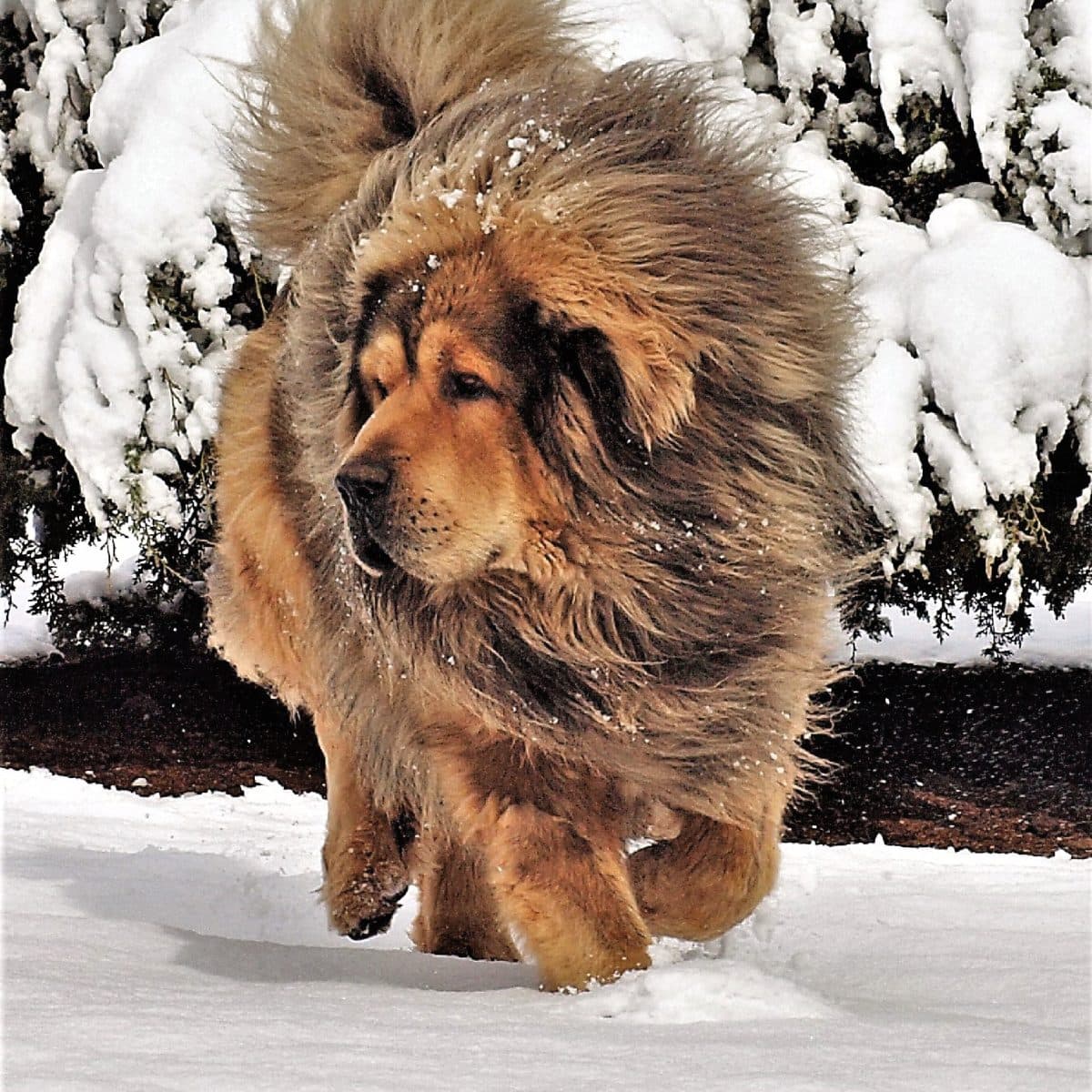 Tibetan Mastiff