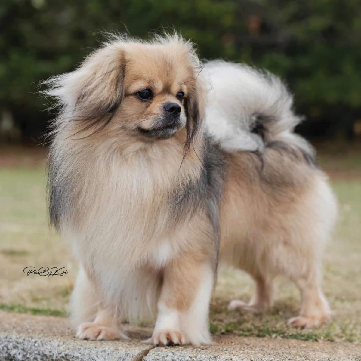 Tibetan Spaniel
