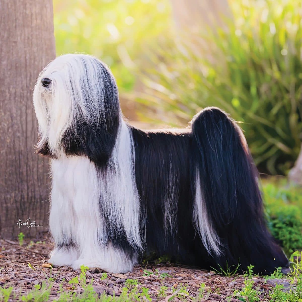 Tibetan Terrier