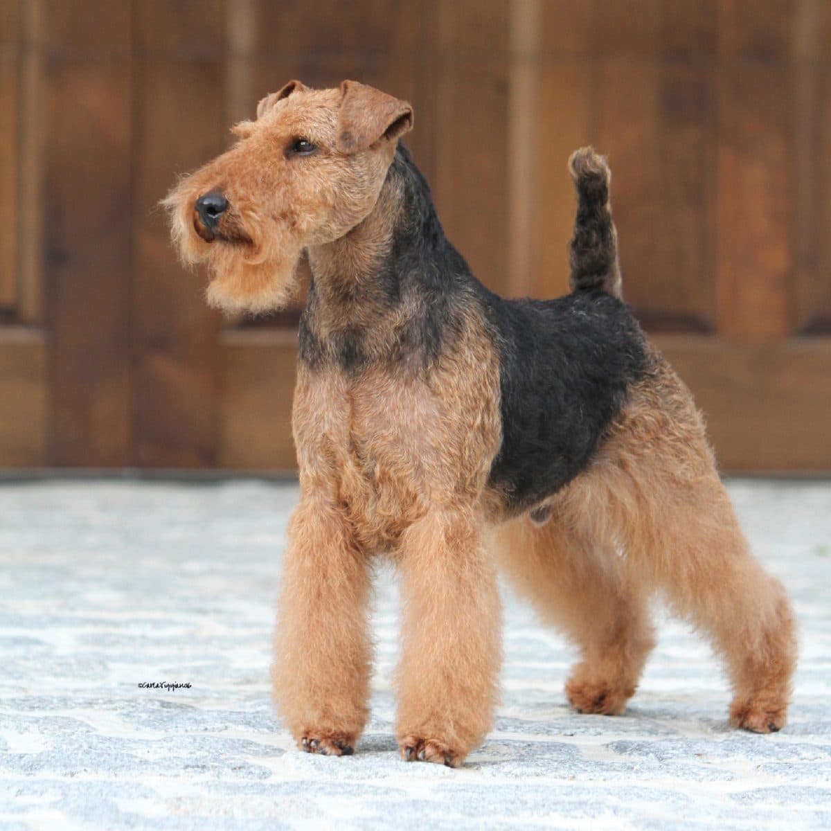 Welsh Terrier