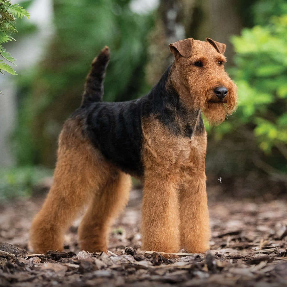 Welsh Terrier