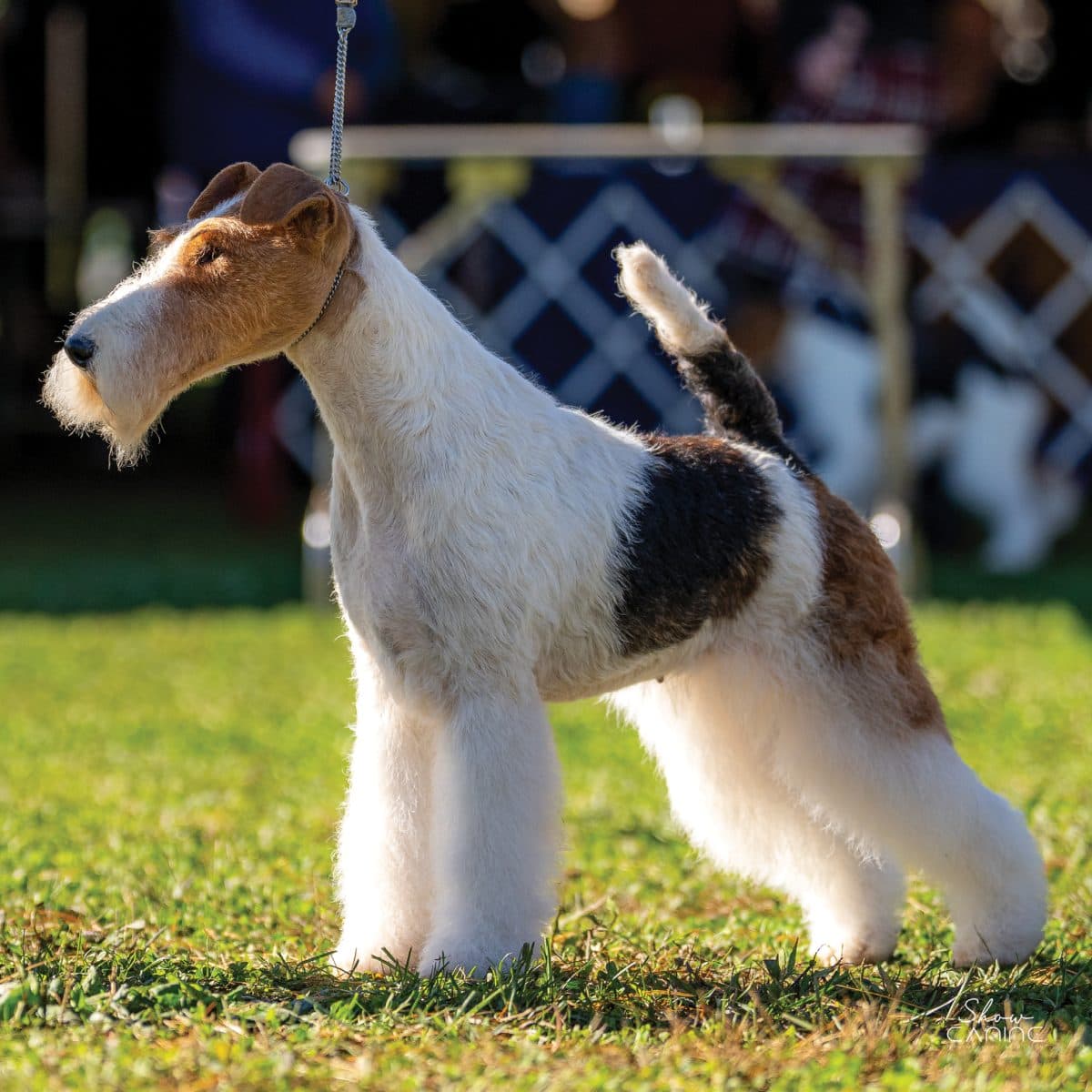 Wire Fox Terrier