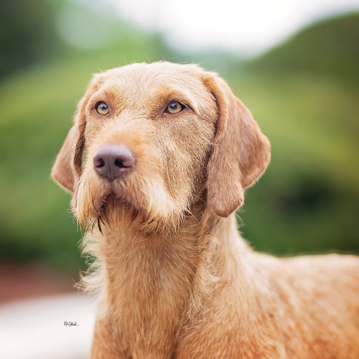 Wirehaired Vizsla