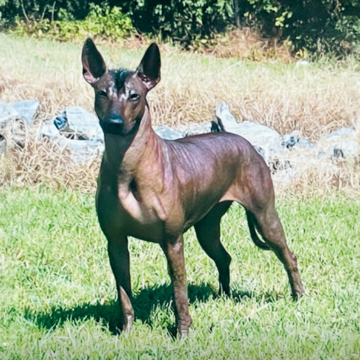 Xoloitzcuintli