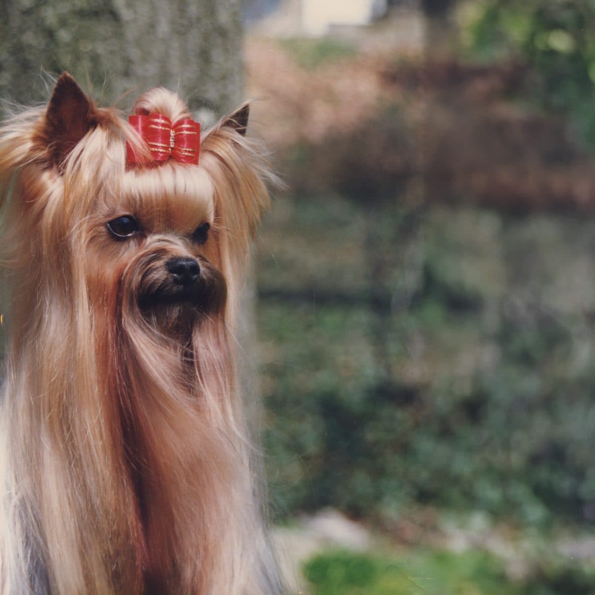 Yorkshire Terrier
