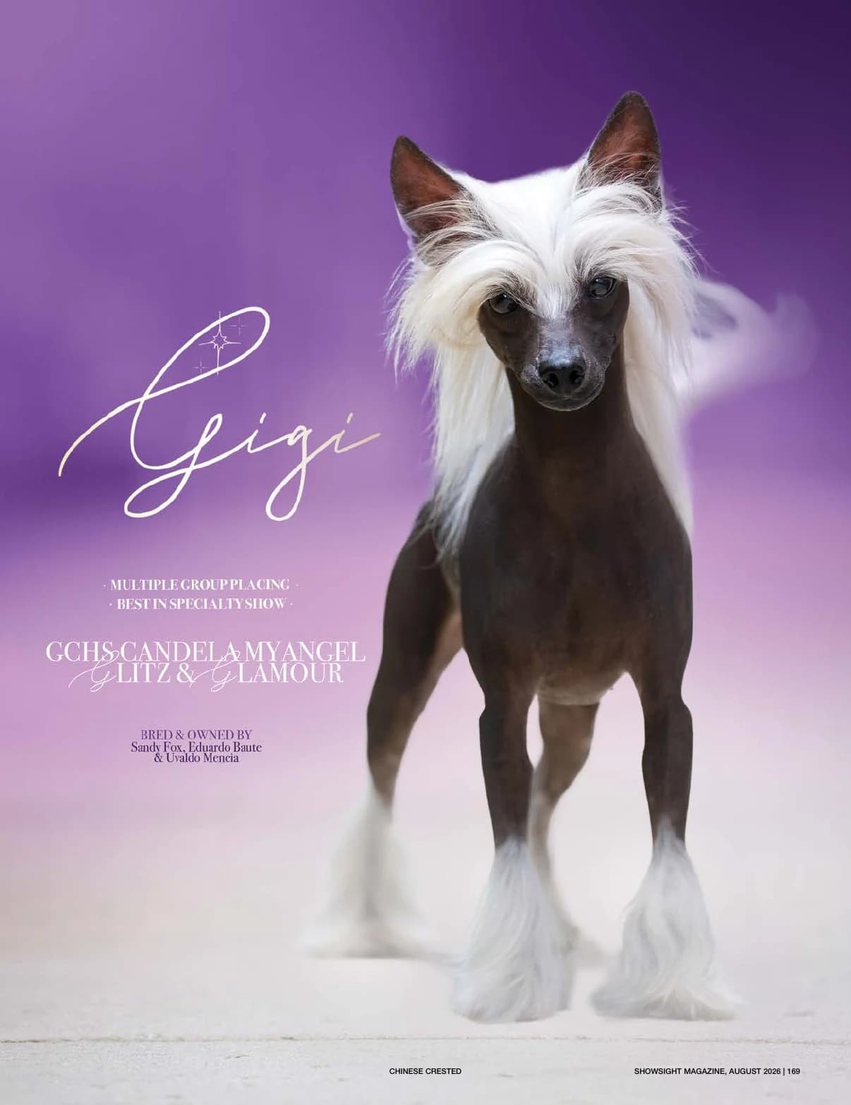 GCHB CH CANDELA MYANGEL GLITZ AND GLAMOUR in Showsight Magazine | August 2026, page 175