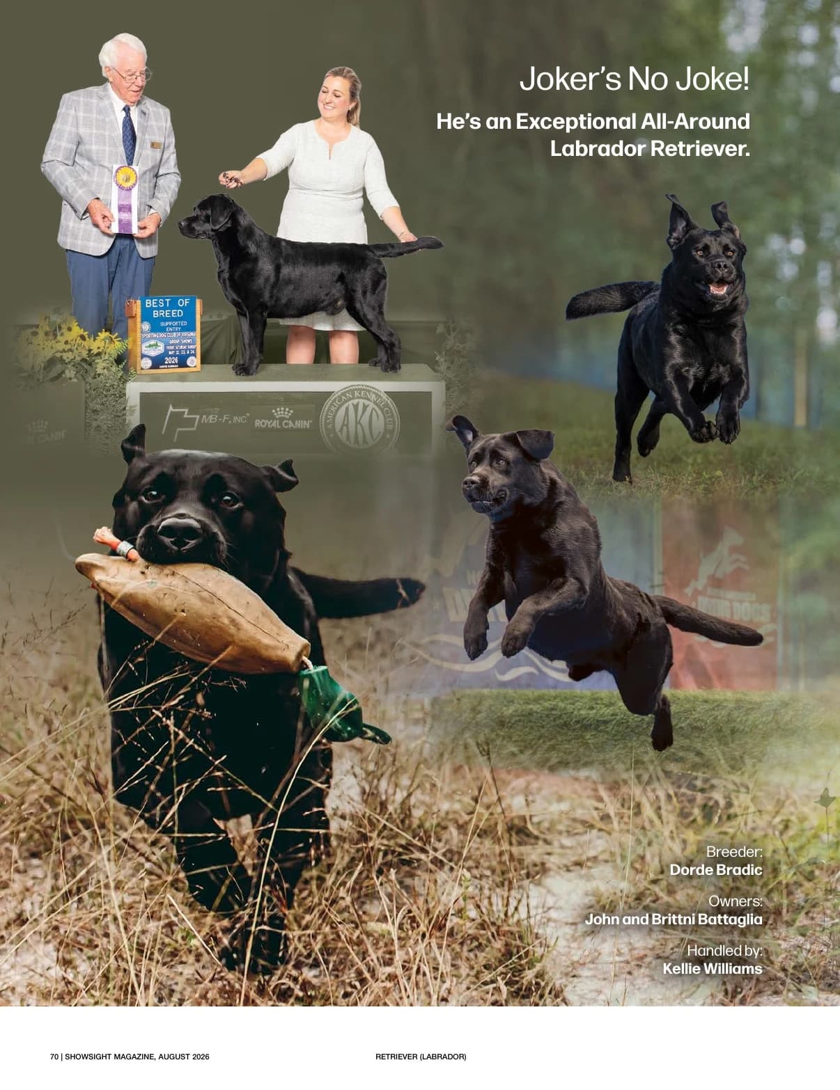 GCHS CH BLACK JOKER BCAT CGC CGCA CGCU DN TKN in Showsight Magazine | August 2026, page 74