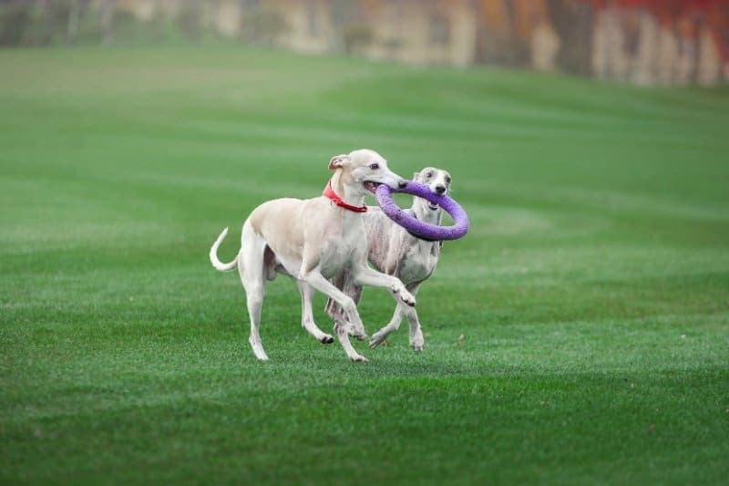 Two Greyhound dogs running and playing