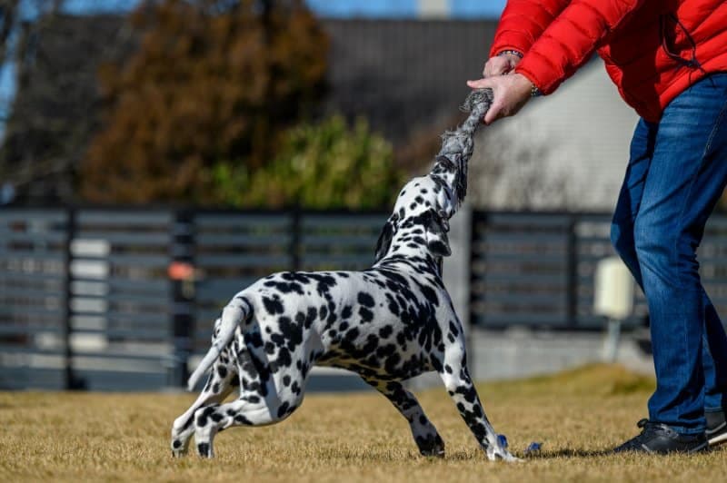 Dalmatian pulling a rope