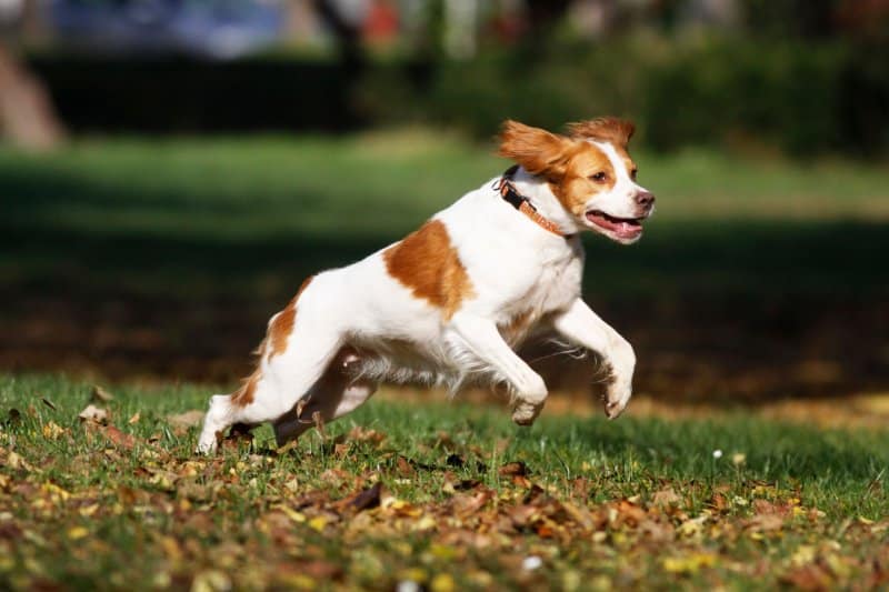 Brittany running on the field
