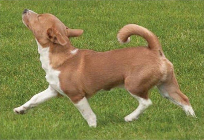 Portuguese Podengo Pequeno walking on grass