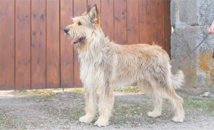 Berger Picard in the Herding Group