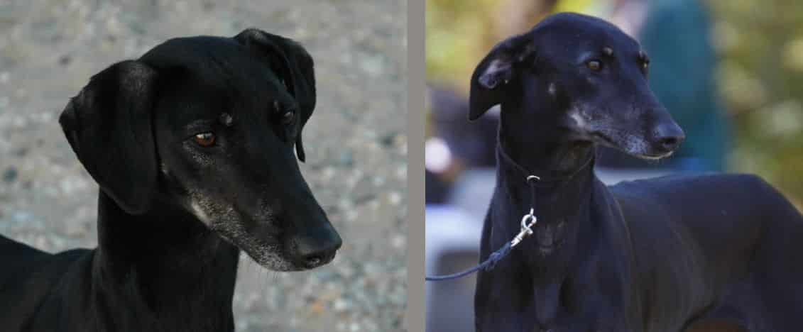 Sloughi | The “Arabian Greyhound”