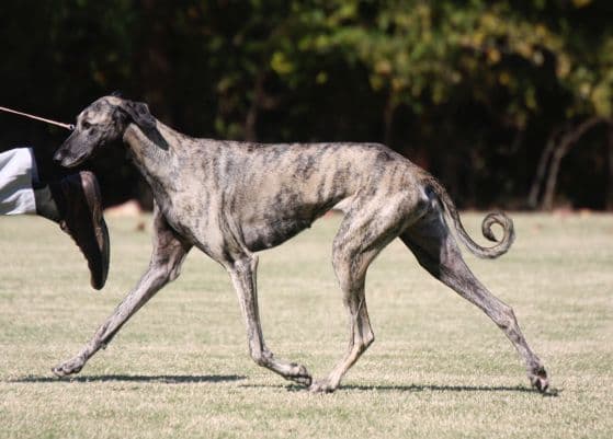 Sloughi | The “Arabian Greyhound”