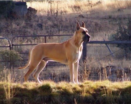 Side photo of a dog standing attentively 