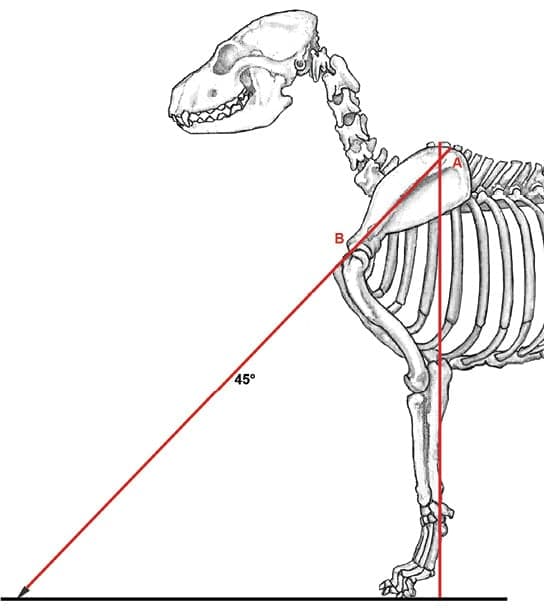 Canine Fronts Part II: A Well Laid Back Shoulder