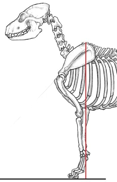Canine Fronts Part II: A Well Laid Back Shoulder