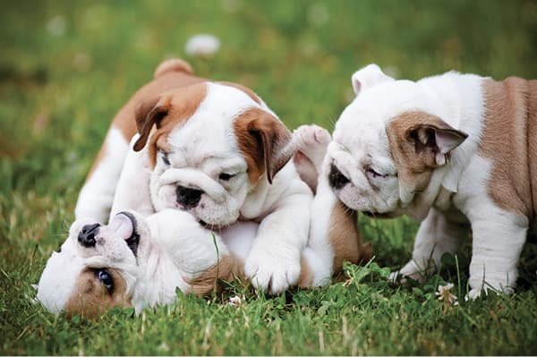 Puppy Growth Plates and Exercise