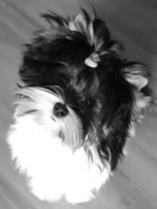 Biewer Terrier
