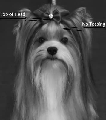 Biewer Terrier