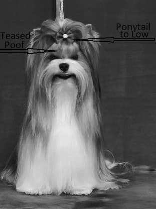 Biewer Terrier