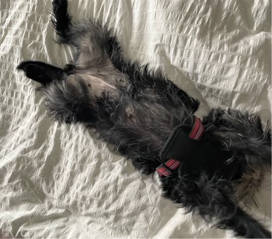 Affenpinscher in Your Home