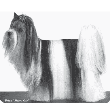 How to Judge the Biewer Terrier