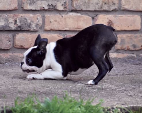 Boston Terriers