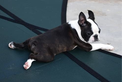The Boston Terrier Standard